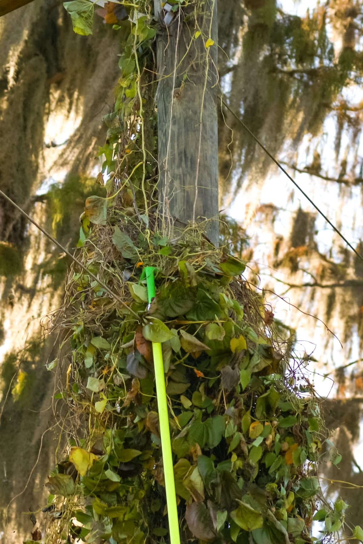 DeViner™ Vegetation Removal Tool - Image 5