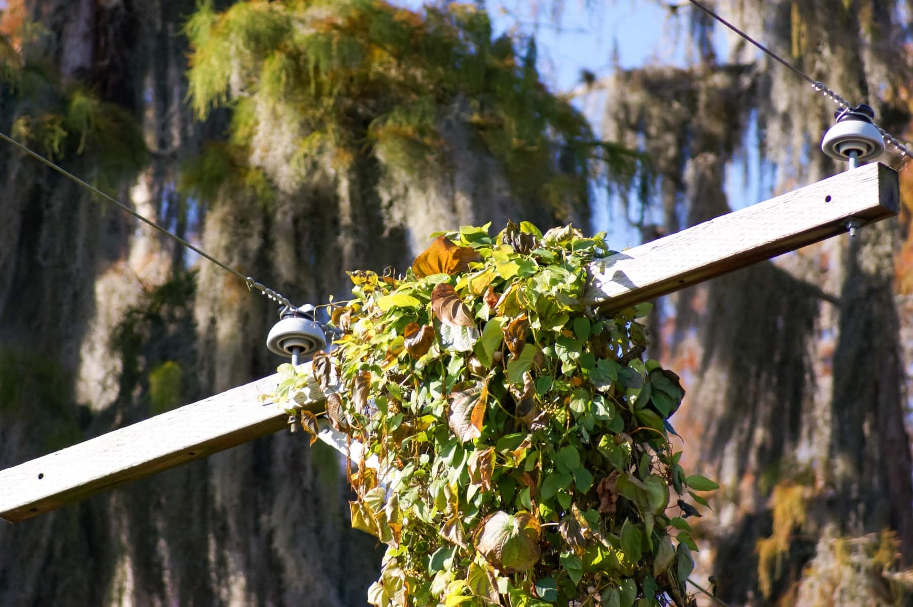 DeViner™ Vegetation Removal Tool - Image 8
